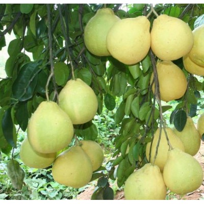 湖北琯溪蜜柚代办/琯溪蜜柚/湖北宜昌琯溪蜜柚图3