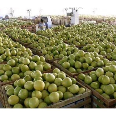 湖北琯溪蜜柚代办/琯溪蜜柚/湖北宜昌琯溪蜜柚图2