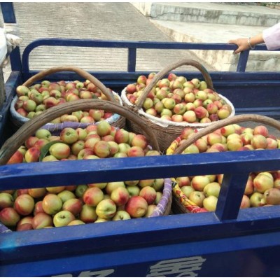 南阳翠甜油桃格图3