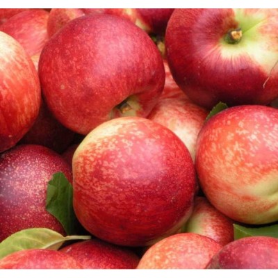 南阳翠甜油桃格图2