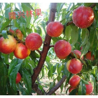 南阳翠甜油桃格图4