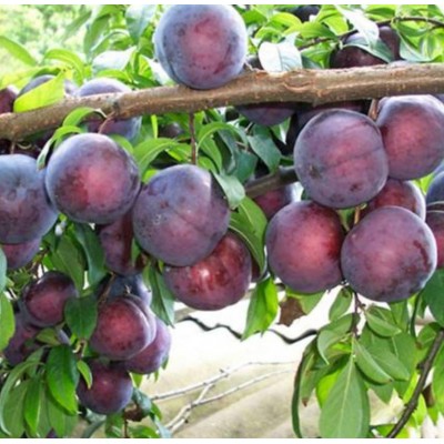 李子产地直供黑布林大量上市中，价格美丽图2