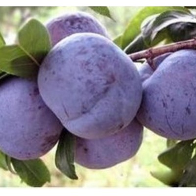 李子产地直供黑布林大量上市中，价格美丽图3