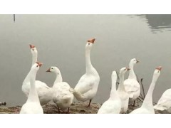 新手养鹅指南：手把手教你养出健康活泼的小鹅