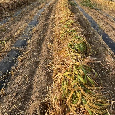 内蒙古赤峰敖汉黄小米5kg手提袋装农家一类小米杂粮大金苗敖谷神图2