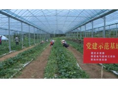 河北阜平夏庄乡：“莓”好产业聚合力 党建引领促振兴