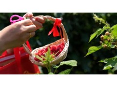 40亩树莓迎丰收！ 桲椤滩村特色产业激活乡村振兴新动能