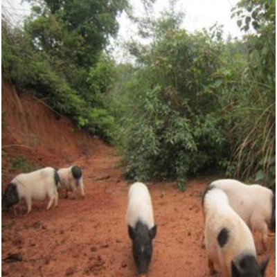 张家口杂交陆川猪回收电话图3