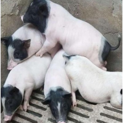 张家口杂交陆川猪回收电话图4