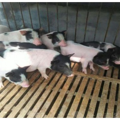 张家口杂交陆川猪回收电话
