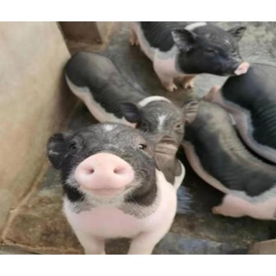 镇江陆川猪那里回收图2