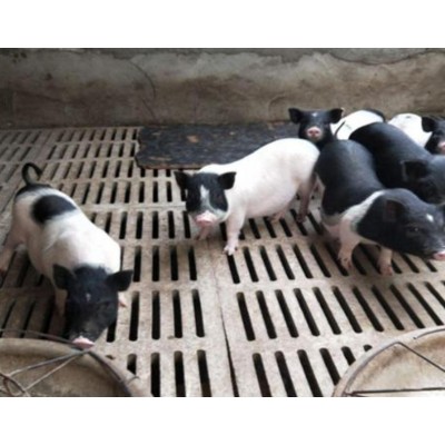 镇江陆川猪那里回收