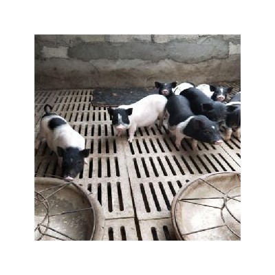 镇江陆川猪那里回收图4