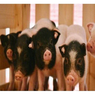 潍坊陆川猪回收价格图2