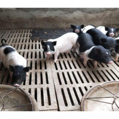 潍坊陆川猪回收价格图5