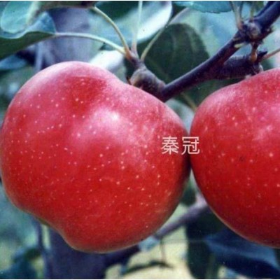 陕西优质秦冠图3