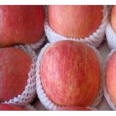 关中红富士苹果图4