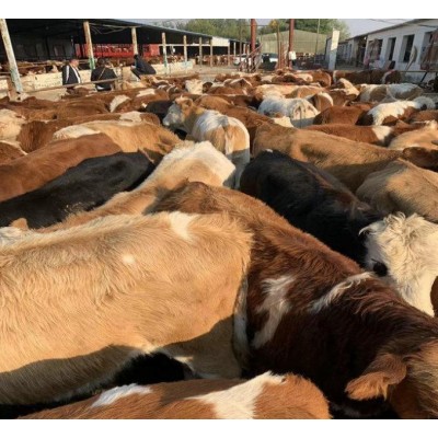 河北肉牛市场价格图5