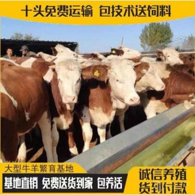 河北肉牛市场价格图2