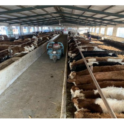 河北肉牛市场价格图3