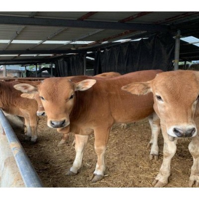 河北肉牛市场价格图4