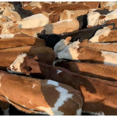 银川肉牛价格图2