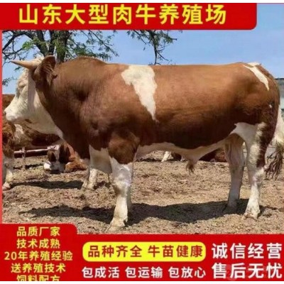 银川肉牛价格图3