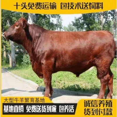 银川肉牛价格图5