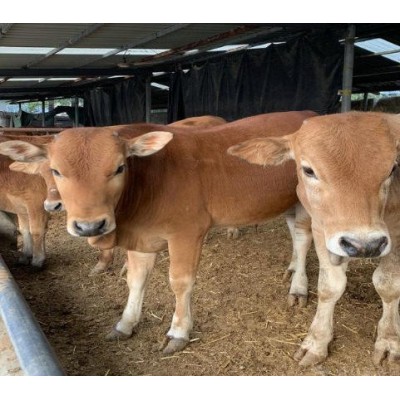 银川肉牛价格图4