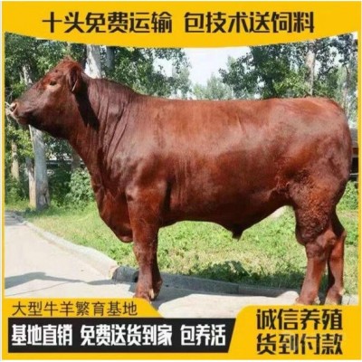 四个月牛仔价格图3