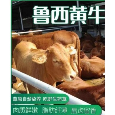 四个月牛仔价格图5