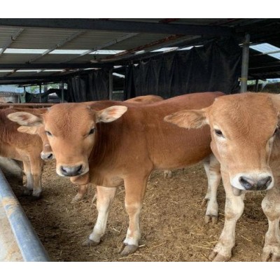 四个月牛仔价格图2