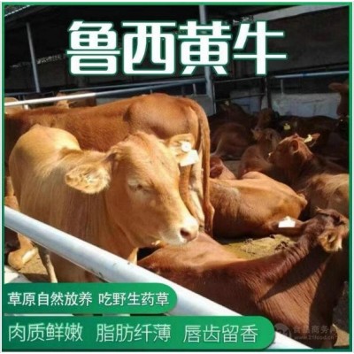 四个月牛仔价格图4