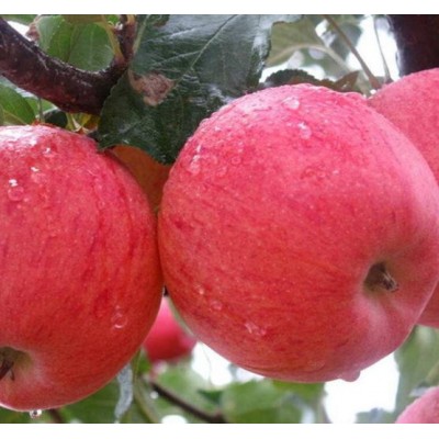 源头直销红富士苹果 购买冷库保存苹果利润图5