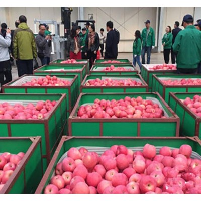 源头直销红富士苹果 购买冷库保存苹果利润图4