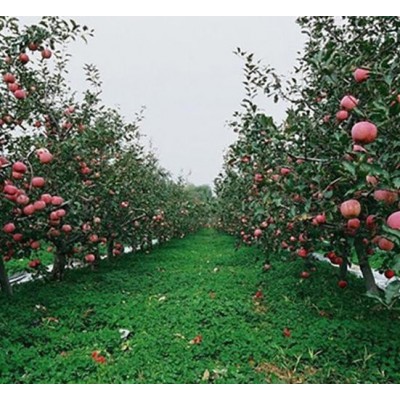 条红红富士苹果 冷库苹果格走势图4