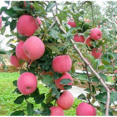 条红红富士苹果 冷库苹果格走势图5