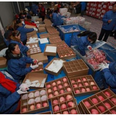 苹果冷库格介绍 栖霞冷库红富士苹果价格图5