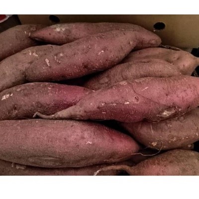 济薯26.济薯25.西瓜红图2