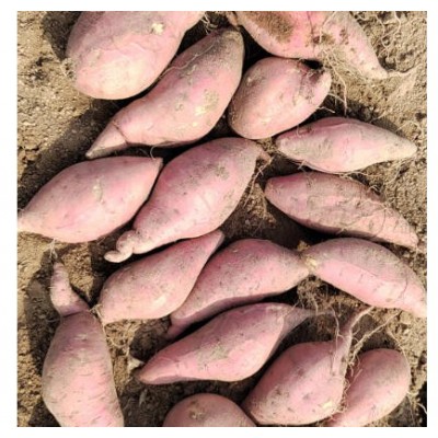 济薯26.济薯25.西瓜红图4