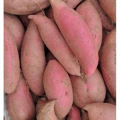 济薯26.济薯25.西瓜红图5