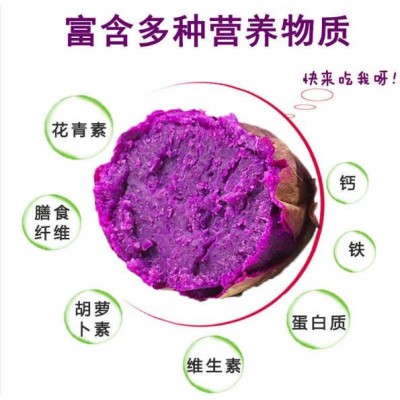 红薯紫薯图5