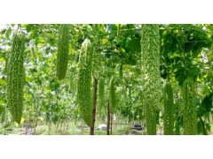 苦瓜增产秘籍：从田间到餐桌的丰收密码