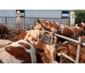 肉牛养殖场冬季肉牛养殖增膘技巧