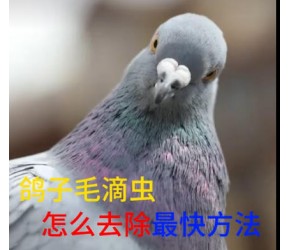 鸽子毛滴虫怎么去除最快方法#毛滴虫防治#鸽子养殖技术#滴念王#赛鸽驱虫#养鸽妙招