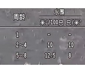 养殖技术 鸭子的养殖新技术 特种养殖