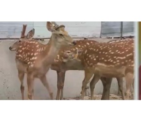 双阳梅花鹿养殖技术（上）—养殖前的准备、种鹿挑选、生育母鹿