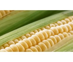 80秒学会玉米的种植，收藏好以后想种就简单了