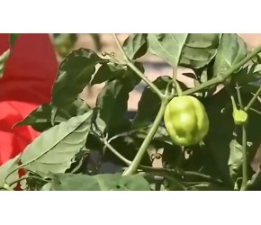 海岛上火辣的味道黄灯笼椒，村民为何要反季节种植？