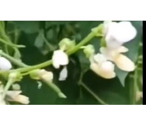 四季豆种植技巧